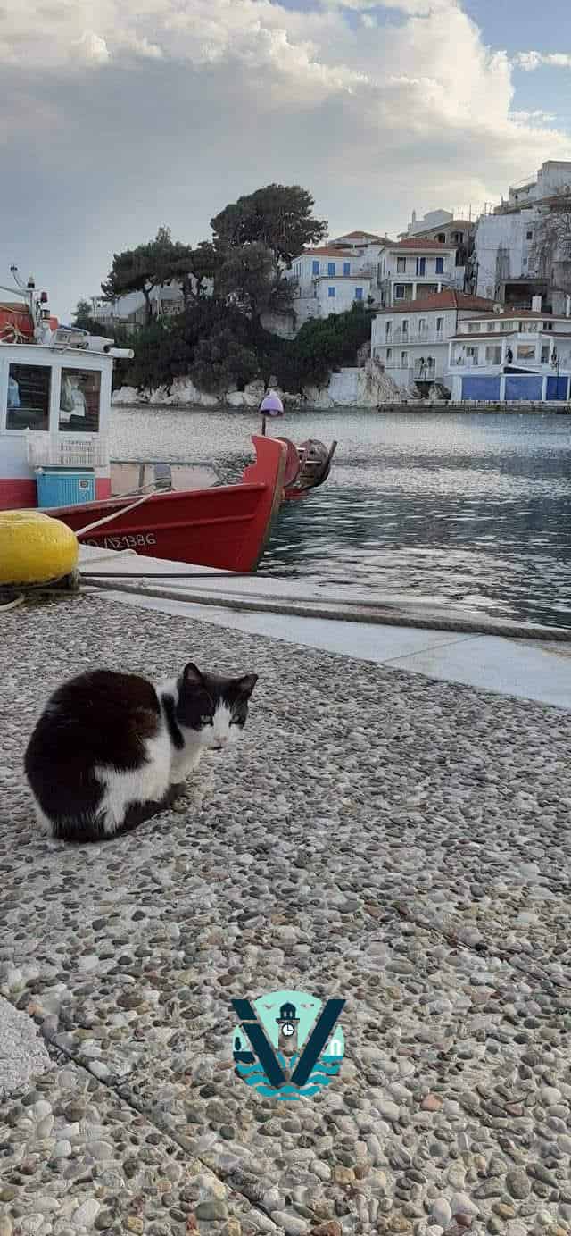 Οι γάτες της Σκιάθου: Οι σιωπηλοί πρωταγωνιστές του νησιού