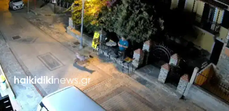 Χαλκιδική: Λύκος πλησίασε άνδρα έξω από κατάστημα στο χωριό Νικήτη(βίντεο)