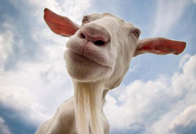 Να ψοφήσει η κατσίκα του γείτονα, επίσημα..