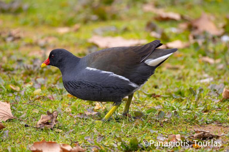 Νερόκοτα (Gallinula chloropus): Υδρόβιο Πουλί που Ζει και στη Σκιάθο