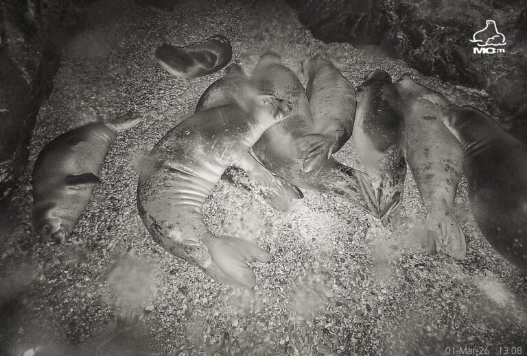 Εννέα φώκιες κοιμούνται γαλήνια σε θαλασσινή σπηλιά της Αλοννήσου