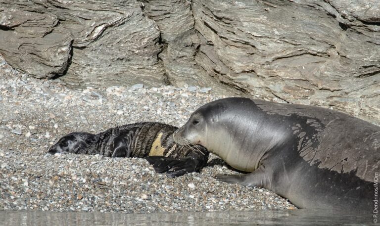 Ρεκόρ Γεννήσεων για τη Μεσογειακή φώκια Monachus monachus στην Ελλάδα το 2025
